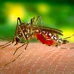 комары - переносчики лихорадки Денге
