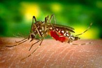 комары - переносчики лихорадки Денге